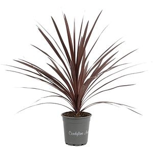 Cordyline Autralis Red Star, D 17 cm, H 65 - 75 cm