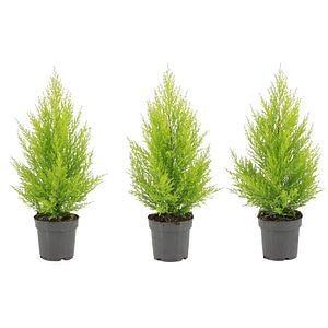 Chiparos ornamental Cupressus Macro. Goldcrest, H 65 cm