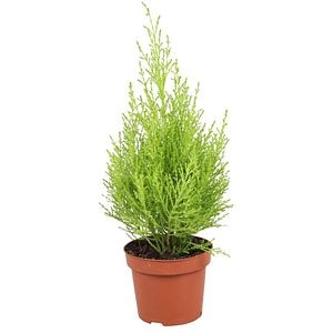 Chiparos ornamental Cupressus Macro. Goldcrest, H 60 cm