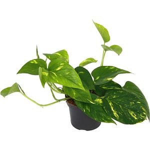 Epipremnum Aureum, H 50 cm