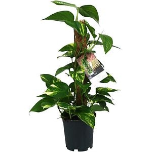 Epipremnum Aureum, H 50 cm