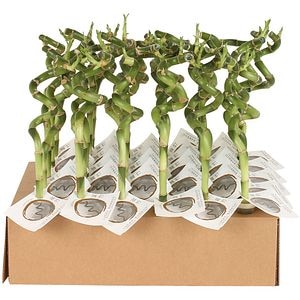 Lucky Bamboo Tube in Tube (Dracaena sanderiana), D5 cm, H30 cm