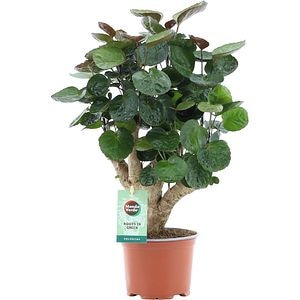 Gutui de camera Polycias Fabian, D 12 cm