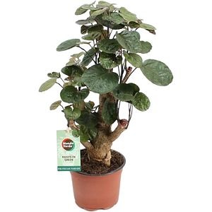 Gutui de camera Polycias Fabian, D 12 cm