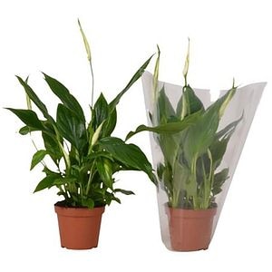 Planta de interior Crinul pacii Chopin, D9 cm, H30 cm