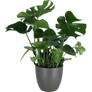 Planta de interior Monstera VERVE, in vas ceramic, D24 cm