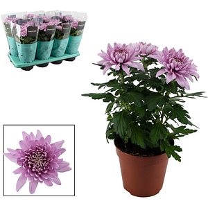 Crizantema Zembla Next, H 35cm