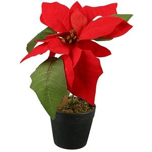 Craciunita in ghiveci, 19 cm