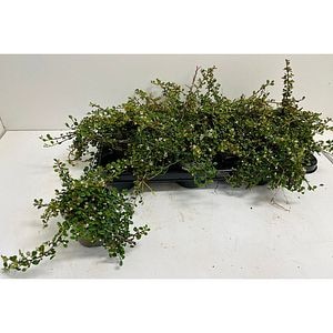 Cotoneaster (Cotoneaster), H 12 cm