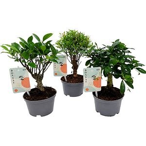 Bonsai mix, D10 cm, H22 cm
