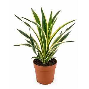 Iuca variegata (Yucca), H 40 cm