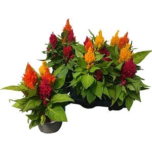Celosia (Celosia argentea), H 20 cm