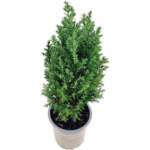 Chiparos fals (Chamaecyparis Ellwoodii), H 35 cm