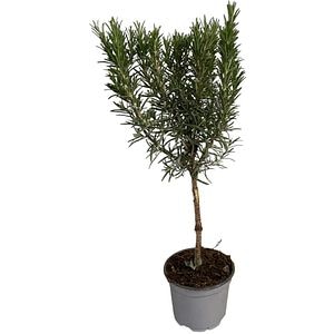 Rozmarin Stem, H 30 cm