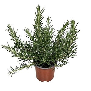 Rozmarin Tarator, H 30 cm