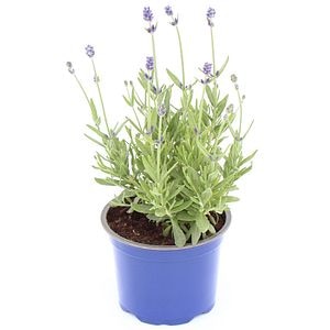 Lavanda (Lavandula angustifolia), H 25 cm