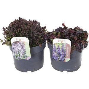 Ajuga Reptans mix (Ajuga reptans), D17 cm, H25 cm