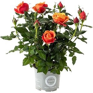 Trandafiri mix (Rosa), D10.5 cm, H26 cm