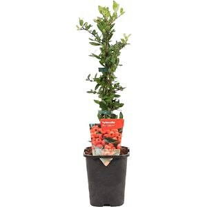 Pyracantha Soleil d'Or, D11 cm, H40 cm
