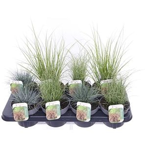 Mix iarba ornamentala, H 45 cm