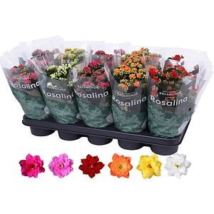 Kalanchoe Rosalina (Kalanchoe blossfeldiana Rosalina), D12 cm, H27 cm