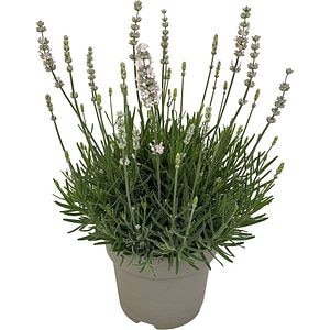 Lavanda Augustifolia, H 35 cm