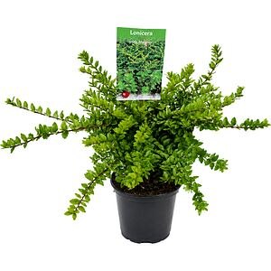 Lonicera Nitida, D15 cm, H25 cm