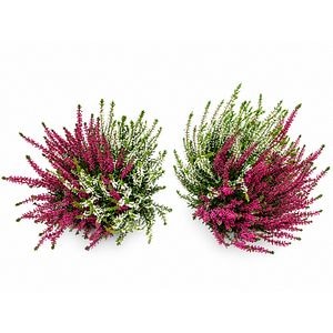 Iarba-neagra (Calluna vulgaris) Twingirls, H 30 cm