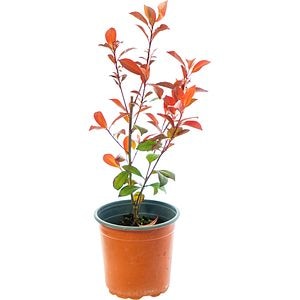 Photinia, D 17 cm, H 40 cm
