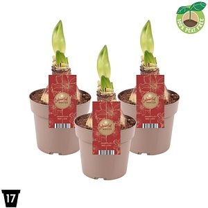 Crin Amaryllis, H 25 cm