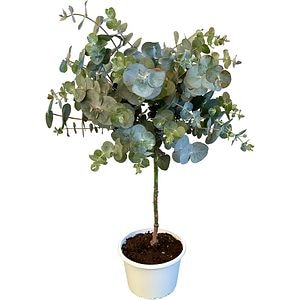 Eucalipt Stem, H 60 cm