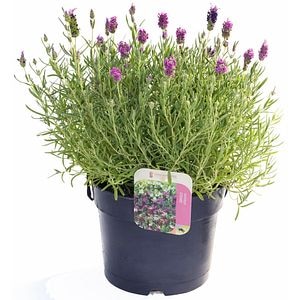 Lavanda Stoechas, H 35 cm