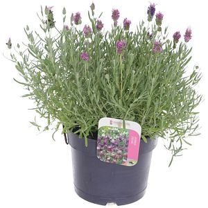 Lavanda Stoechas, H 35 cm