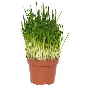 Chives (ceapa verde), H 30 cm