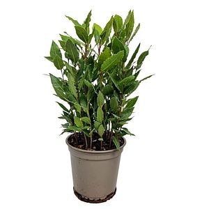 Laurus Nobilis (Dafin), H 30 cm