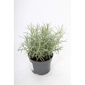 Imortela Planta de Curry, H 30 cm