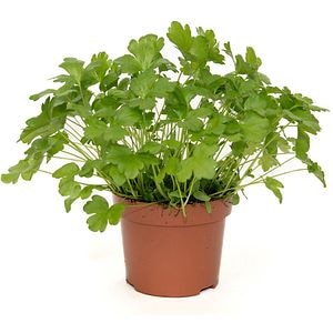 Patrunjel Cret, H 30 cm