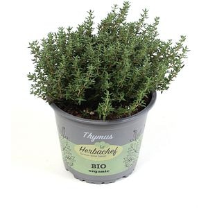 Cimbrisor Lamaios Verde, H 30 cm