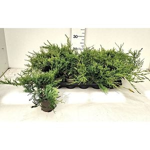 Ienupar (Juniperus Pfitzeriana Glauca), H 20 cm