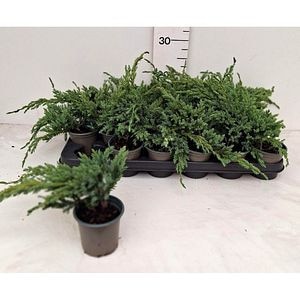 Ienupar (Juniperus Blue Carpet), H 20 cm