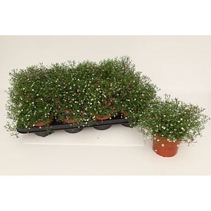 Voalul miresei (Gypsophila muralis), H 20 cm