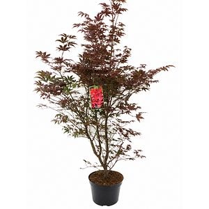 Artar japonez (Acer palmatum Fireglow), H 125 cm