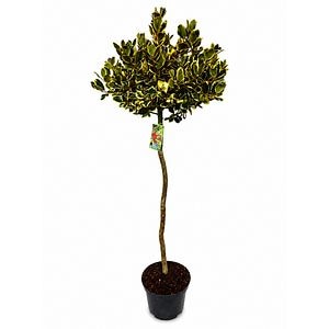 Laur englezesc auriu (Ilex aquifolium Golden King), H 170 cm