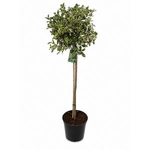 Laur englezesc pestrit (Ilex aquifolium Argentea Marginata), H 120 cm