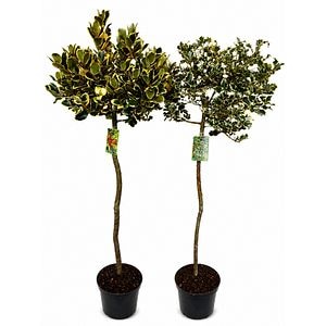 Laur englezesc (Ilex aquifolium), H 170 cm