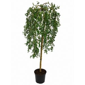Salcam siberian pendul (Caragana arborescens Pendula), H 170 cm