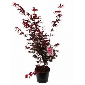 Artar japonez (Acer palmatum Pixie), H 120 cm