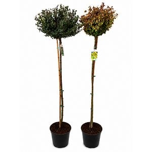 Salba japoneza (Euonymus fortunei), H 180 cm