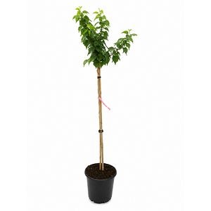 Hibiscus (Hibiscus syriacus Duc de Brabant), H 160 cm