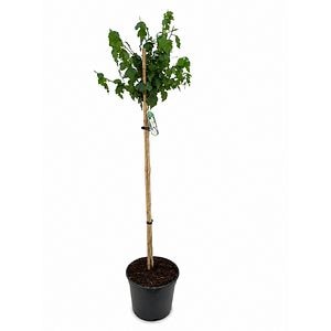 Hibiscus (Hibiscus syriacus Red Heart), H 160 cm